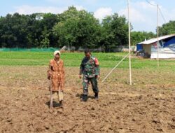 Sukseskan Program Hanpangan, Babinsa Kesenden Lakukan Pendampingan Warga Tanam Kacang Hijau.