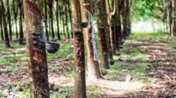 Dorong Industri Karet Berkelanjutan Bebas Deforestasi, KOLTIVA Perkuat Rantai Pasok Thailand untuk Kepatuhan EUDR