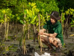 Usaha Konservasi Mangrove di Teluk Benoa oleh LindungiHutan dan Bendega