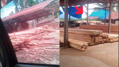 Lapor Pak Presiden!!! Aparat Penegak Hukum Tumpul Melawan Pemain Ilegal Logging Yang Telah Menabrak Asta CitaMu