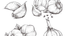 Efektivitas Bawang Putih ( Allium sativum ) dalam Menurunkan Tekanan Darah pada Penderita Hipertensi